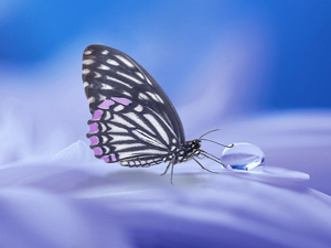 Efekt motyla - jak jedna mała decyzja może wywołać ogromne skutki